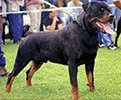 Ambos vom Teufelsteich | Rottweiler 