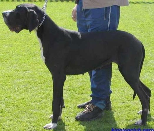 Brixi Od Bibiky | Great Dane 