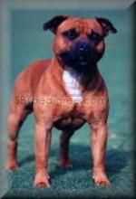 Bellglen Rich Desire Of Rikamia | Staffordshire Bull Terrier 