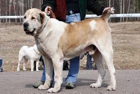 Russkyi Klyk Atos | Central Asian Shepherd Dog 