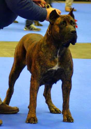 Etnia de Guadalcan | Perro de Presa Canario 