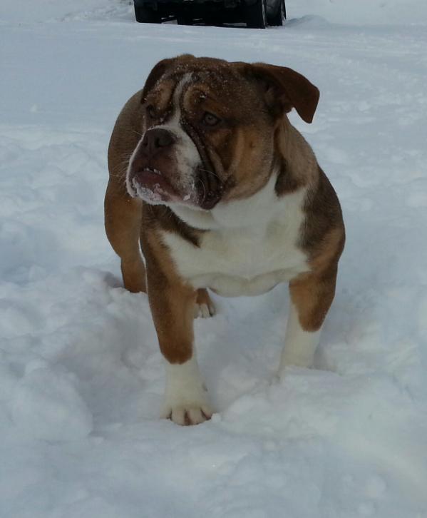 Tenacious B Kennel's Skullie | Olde English Bulldogge 