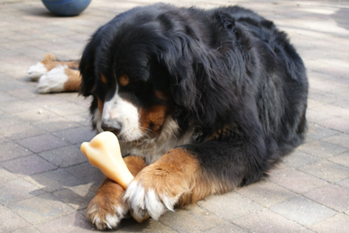 Farah de Zandvijver | Bernese Mountain Dog 