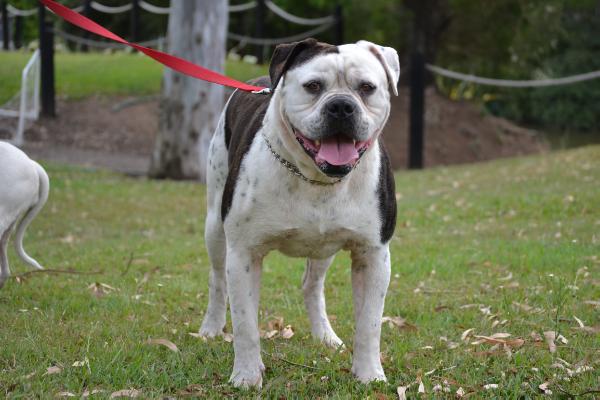 Nevabeta Detroit | American Bulldog 