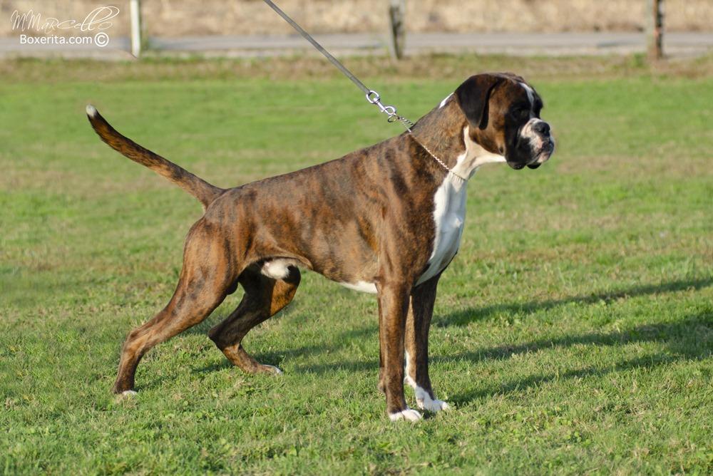 HAMLET DE MURAVALLE | Boxer 