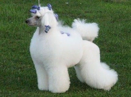 Montflair's Toy Soldier | Poodle 