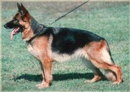 Jolly vom Merlin | German Shepherd Dog 