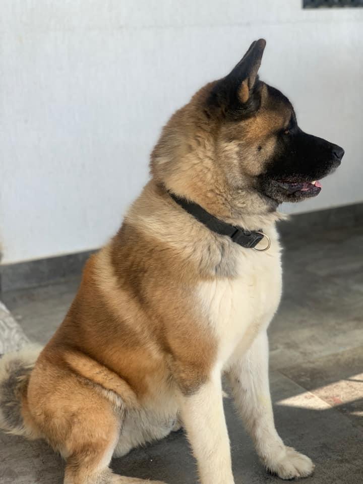 Marco Drogo | Akita 