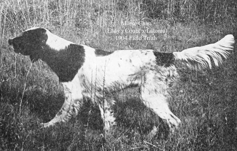 Marse Chan (Lady's Count x Latonia) | English Setter 