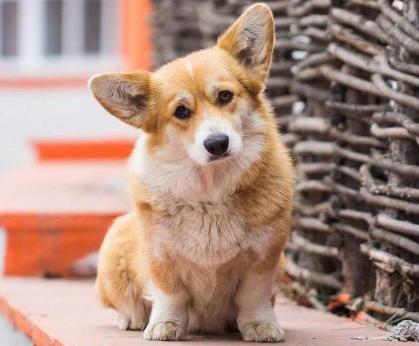 Arabel De Grand Athena Bazilevskaya | Pembroke Welsh Corgi 