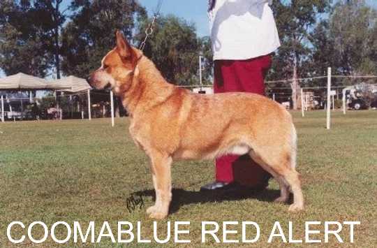 COOMABLUE RED ALERT | Australian Cattle Dog 