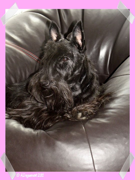 GATERIN Lady Be Good | Scottish Terrier 