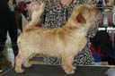 Brymarden Cast a Shadow | Norfolk Terrier 