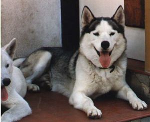 Adelen anadyr syberian | Siberian Husky 