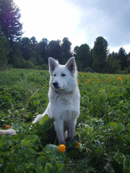 Zema Uaiti | White Swiss Shepherd Dog 