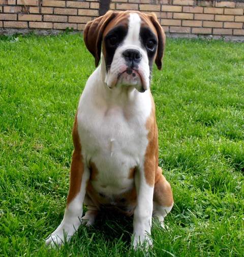 Cona - Bosk HD - B Spondilosa - 1 Heart - 0 | Boxer 