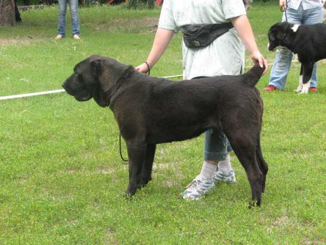 NARDICUM BAHRA | Central Asian Shepherd Dog 