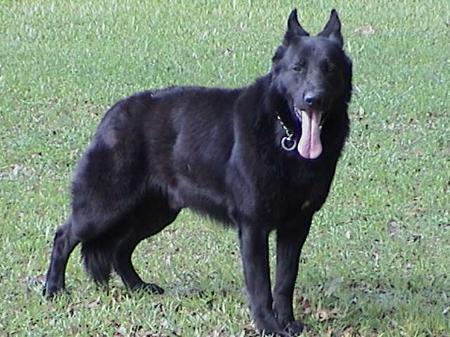 Chubby von Cayenne | German Shepherd Dog 