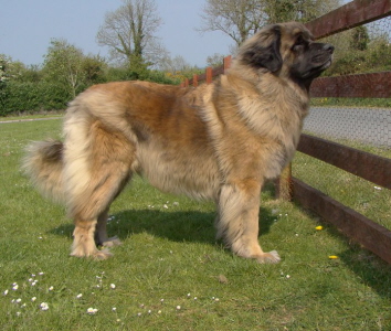 Robynra's Albertina | Leonberger 