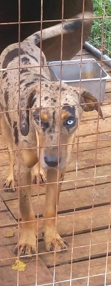 Stones Throw's Buckshot | Catahoula Leopard Dog 