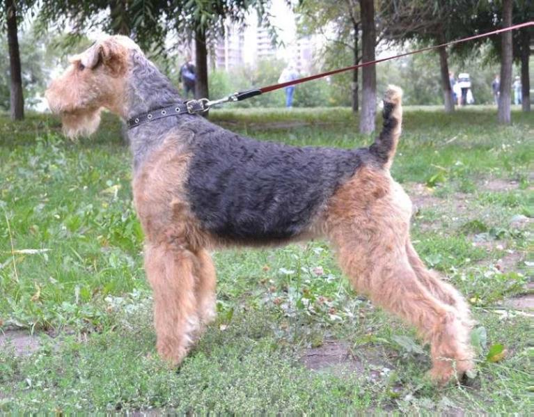 Sibirian ?mpire It's Like a Dream | Airedale Terrier 