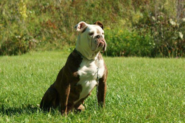 Blackreef's Panthea | Olde English Bulldogge 