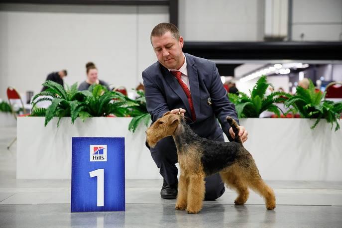 Zeus Darwyn vom Granitfelsen | Welsh Terrier 