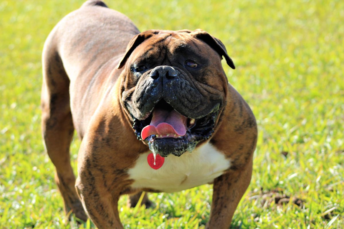 SOUTHERN REBELLION'S PRIME | Olde English Bulldogge 