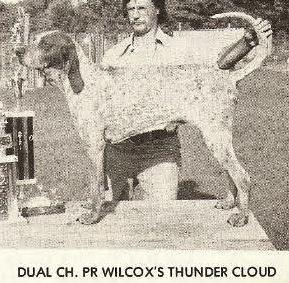 Wilcox Thunder Cloud | American English Coonhound 