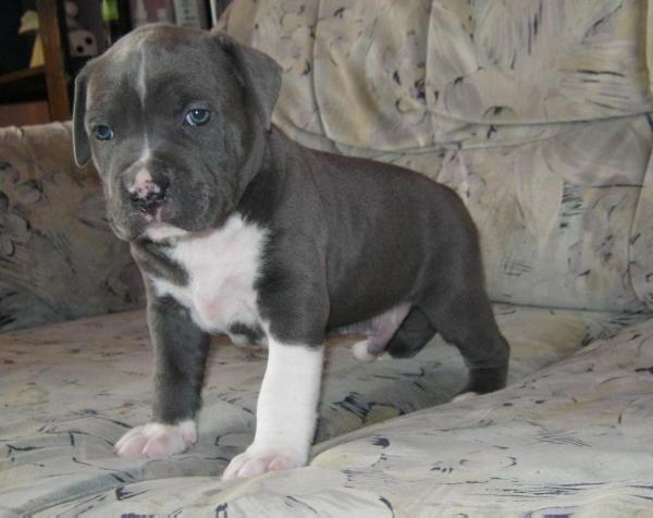 AMANTES AMENTES Collegium Gedanense | American Staffordshire Terrier 