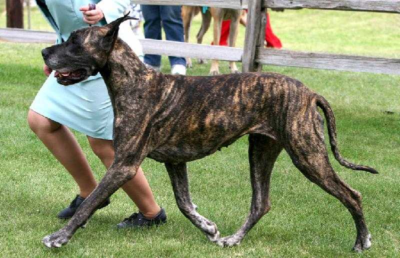 Lamona's Casting My Spell On U | Great Dane 