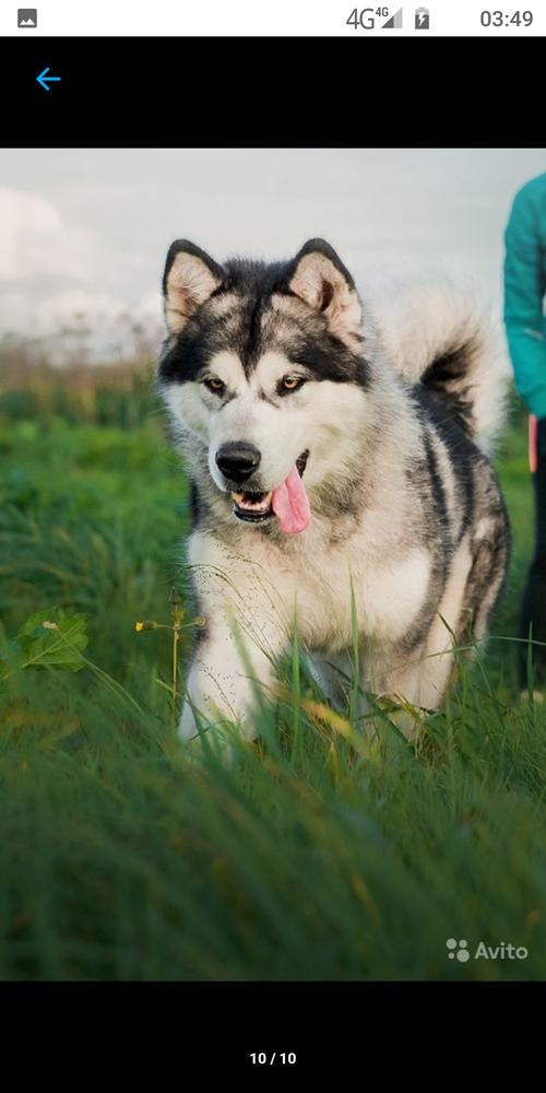 UNIKAL'NAYA OSOBA | Alaskan Malamute 