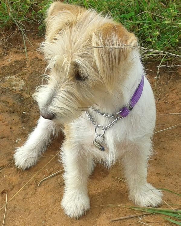 Charlmar Kaleysia of Malamala | Jack Russell Terrier 