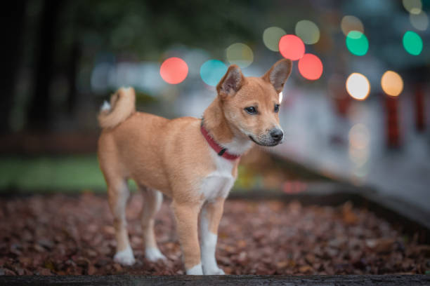 Basenji Dog