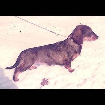 framnasgardens Cl linda | Dachshund 