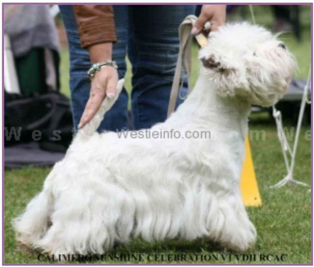 Calimero Sunshine Celebration | West Highland White Terrier 