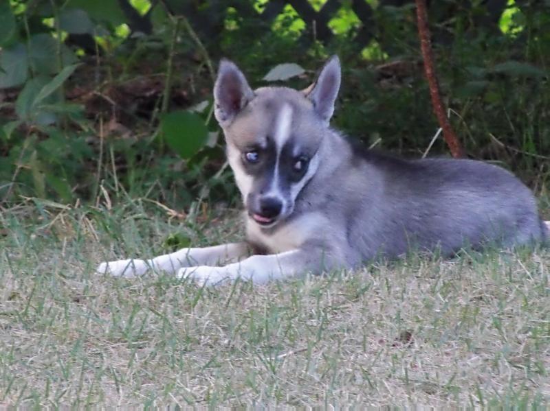 Zena | Siberian Husky 