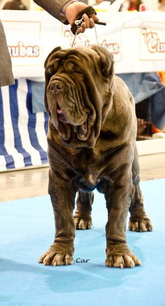 YARAMON DE AZZURRA | Neapolitan Mastiff 