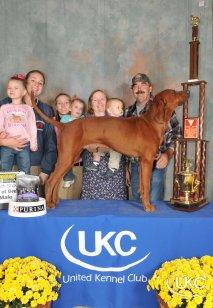 Elburn's Rock It Red | Redbone Coonhound 