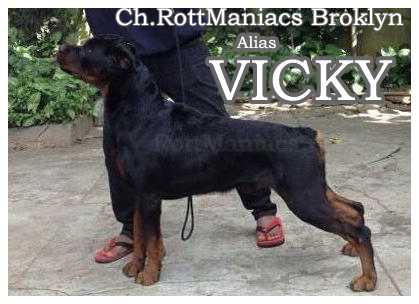 RottManiacs Brooklyn | Rottweiler 