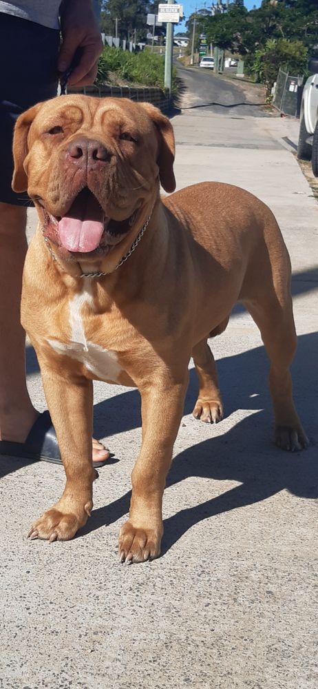 Dogubrute from dusk till dawn | Dogue de Bordeaux 