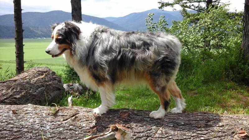 Big Jake By The Bubba | Australian Shepherd 