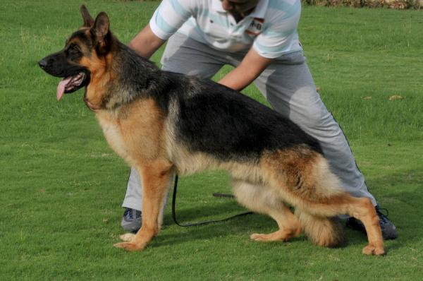 Wiliam vom Zellwaldrand | German Shepherd Dog 