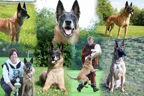 Eve vom Roten Milan | Belgian Malinois 