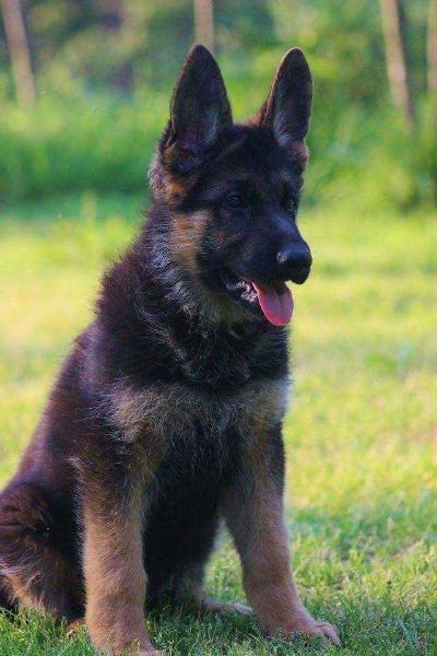 Grimm von Opilio | German Shepherd Dog 