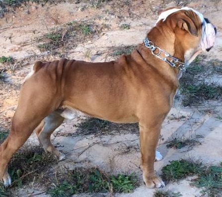 Piney Grove's Big Boy Tonka | Olde English Bulldogge 