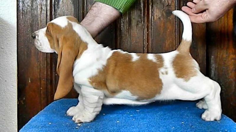 Morning Dew Sweepers Catch Me If You Can | Basset Hound 