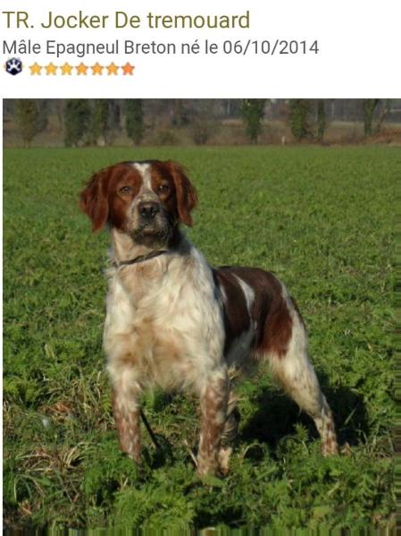 JOCKER de Tremouard | Brittany 