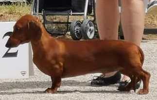 Zoldachs Prada | Dachshund 