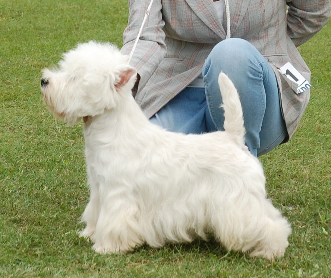 Bogarhazi Red Bull | West Highland White Terrier 